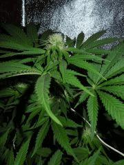 Critical Flo+23