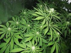 Moby dick Flo   16
