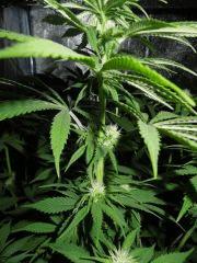 Moby Dick Flo  16