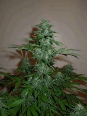 Moby Flo + 35