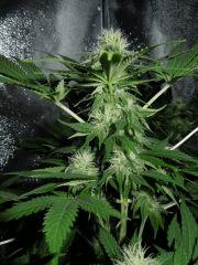 Critical +