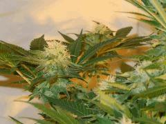 Critical + Flo +35