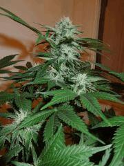 Moby Flo + 35