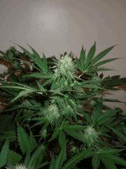 Critical + Flo +35