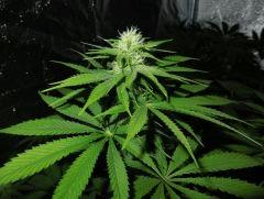 Moby Flo+23