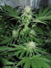 Critical + Flo +31