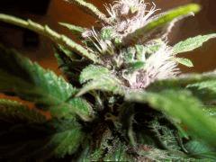 Macro pck flo +30 onebud (graine)