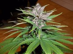 apex pck flo+32 one bud ( graine)