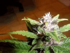 sommet de l'apex pck flo+ 30 one bud (graine)
