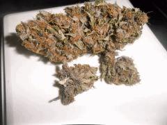 pck seche direction curing