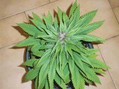 vue du dessus pck flo + 30 one bud (graine)