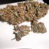 pck seche direction curing