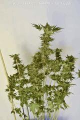 Fat Freddy-2 Flo 76