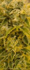 Trichomes +65 - Good?