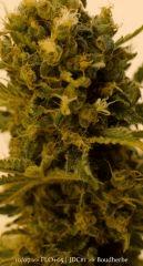 Trichomes +65 - Good?