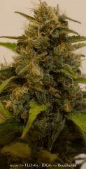 Trichomes +65 - Good?