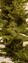 Trichomes +65 - Good?