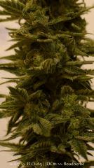 Trichomes +65 - Good?