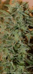 Trichomes +65 - Good?