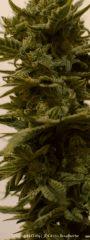 Trichomes +65 - Good?