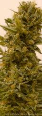 Trichomes +65 - Good?