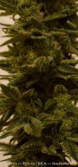 Trichomes +65 - Good?