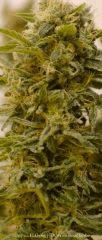 Trichomes +65 - Good?