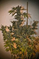 FAT FREDDY +88