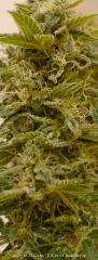 Trichomes +65 - Good?