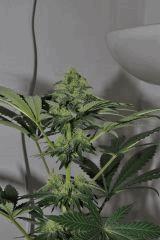 Northern Light Flo+38