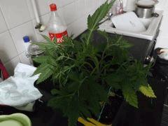 DSCF0586