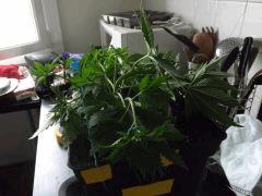 DSCF0587