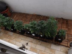 DSCF0584