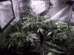 DSCF0590