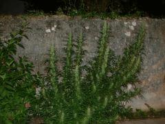 Monstroplant Out 2004 2