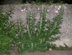 Monstroplant Out 2004 5