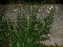 Monstroplant Out 2004 3