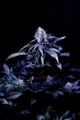 White Afghan