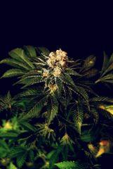 Skunk#1
