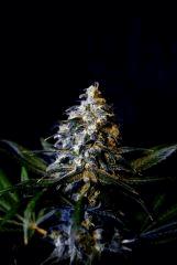 White dragon