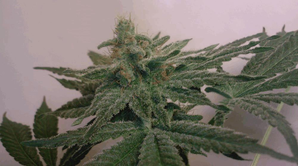 White Diesel 