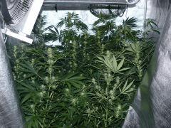C 40 F 24