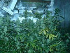 C 40 F 65