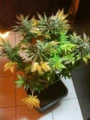 Moby Dick de Dinafem