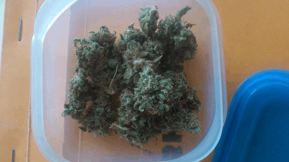 CBD SkunK HaZe / Dub / NL