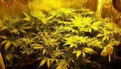 F+14 SOG de 5 CBD SkunK HaZe fém / 2 Dub reg femelles / 2 bout's de NL (big et one bud)