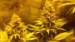 Bud de CBD BlueBerry F+57