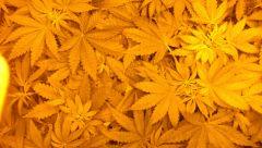 Vue aérienne bien orangée :)