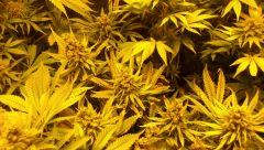 Buds de NL palissée F+57