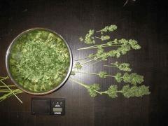 Après la manucure (CBD SkunkHaze)